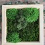 Moss Garden - Natural Wood Frame -  7.5" x 7.5"
