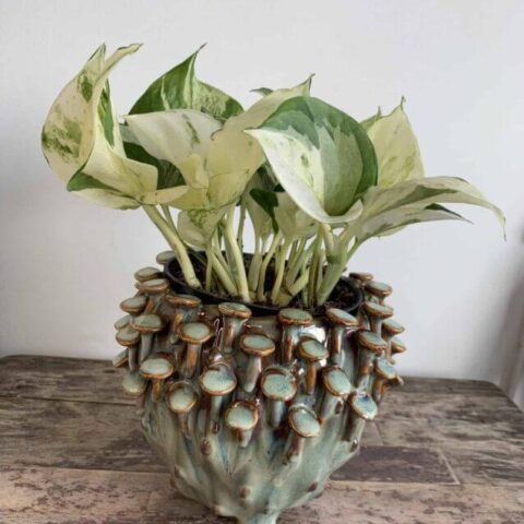 Seafoam 'toadstool' Planter for up to 11cm pots