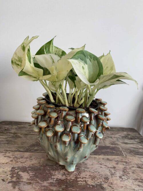 Seafoam 'toadstool' Planter for up to 11cm pots