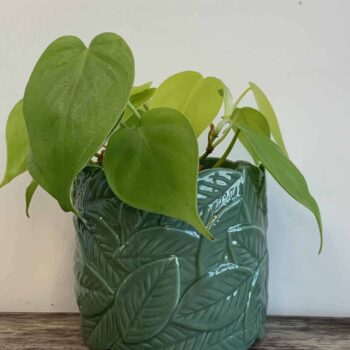 Leafy Planters in Light or Dark Green for pots up to 9cm Planters 9cm planter 2