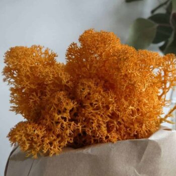 Preserved Reindeer Moss – Autumn Orange Made with Moss Green 2
