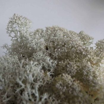 Preserved Reindeer Moss – Natural Pale Made with Moss Green 2