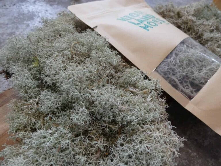 Reindeer Moss Care Guide