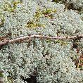 Live Reindeer Moss Lichen