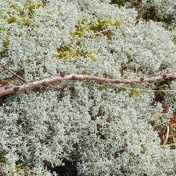 Fresh Live Reindeer Moss | Multiple weights available Fresh Moss live moss 2