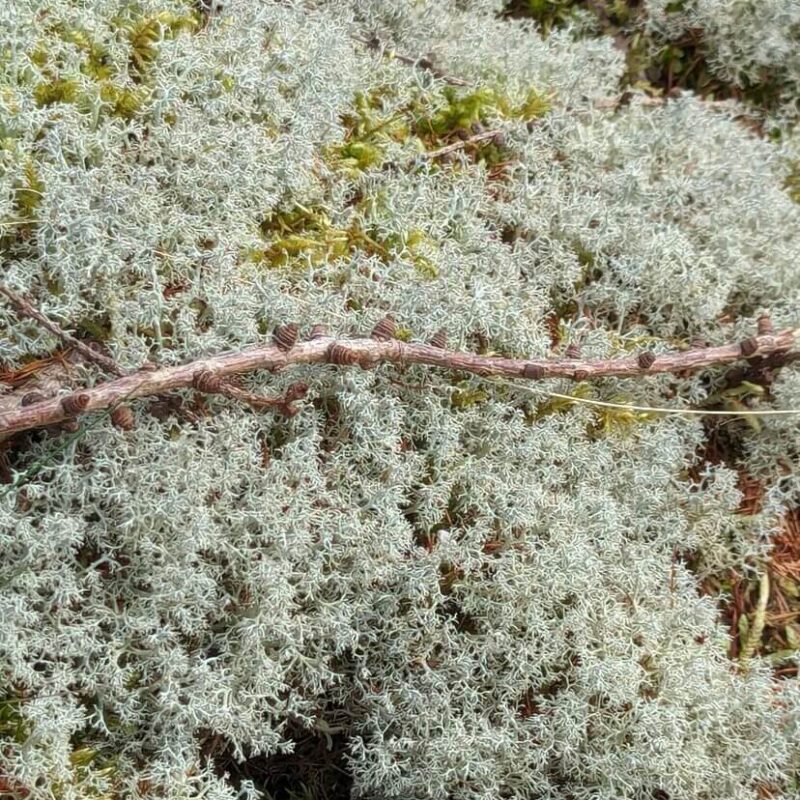Live Reindeer Moss Lichen Live Reindeer Moss Lichen
