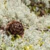 Live Reindeer Moss Lichen
