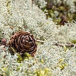 Fresh Live Reindeer Moss | Multiple weights available