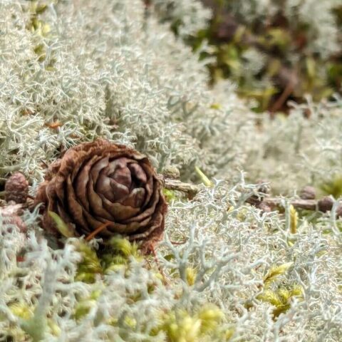 Live Reindeer Moss Lichen