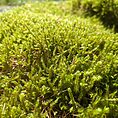 Lush green moss texture with sunlight, droplets, and twigs enhancing natural beauty.