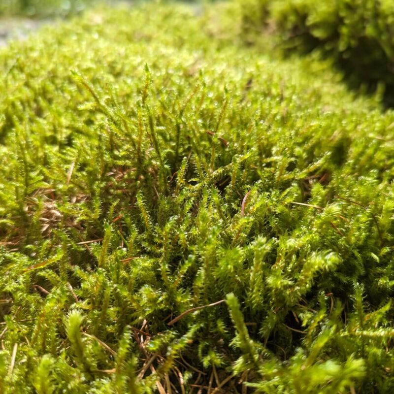 Lush Sunlit Moss Carpet in Natures Serenity Lush green moss texture with sunlight, droplets, and twigs enhancing natural beauty.