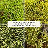 Collage of fresh live sheet moss varieties in shades of green, showing seasonal carpet moss textures and forms.