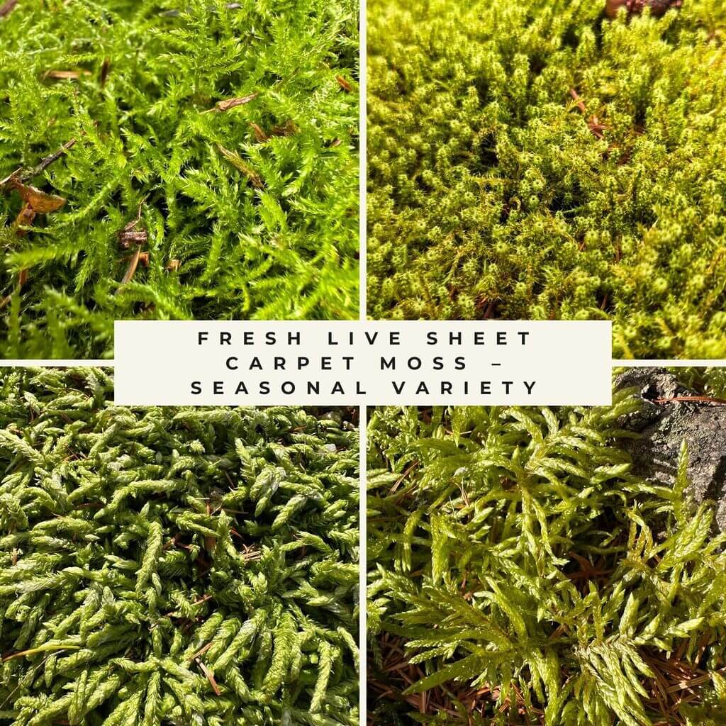Collage of fresh live sheet moss varieties in shades of green, showing seasonal carpet moss textures and forms.