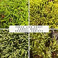 Collage of fresh live sheet moss varieties in shades of green, showing seasonal carpet moss textures and forms.