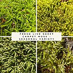 Fresh Live Sheet Carpet Moss - Seasonal Variety