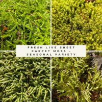 Collage of fresh live sheet moss varieties in shades of green, showing seasonal carpet moss textures and forms.