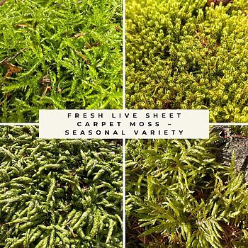 Collage of fresh live sheet moss varieties in shades of green, showing seasonal carpet moss textures and forms.