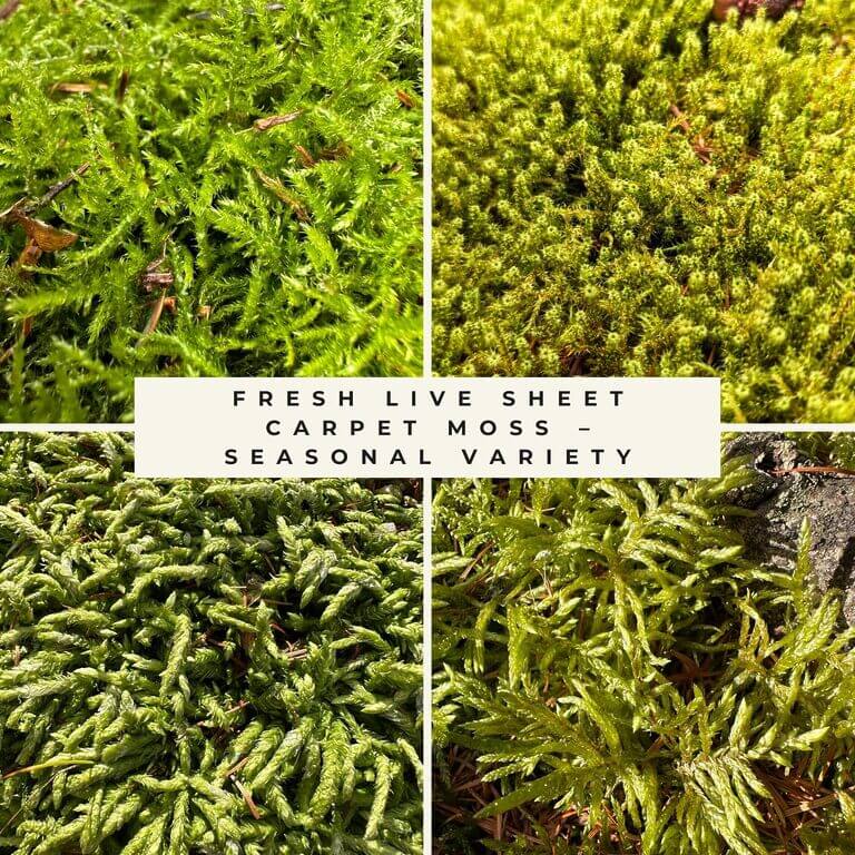 Collage of fresh live sheet moss varieties in shades of green, showing seasonal carpet moss textures and forms.