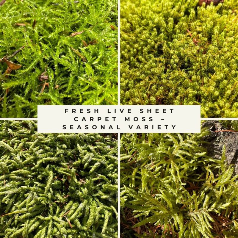 Collage of fresh live sheet moss varieties in shades of green, showing seasonal carpet moss textures and forms.