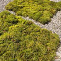 Vibrant green moss contrasts with gravel stones, evoking harmony in a serene landscape.