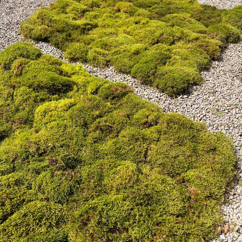 Harmony in Nature: Lush Moss Meets Gravel Stones Vibrant green moss contrasts with gravel stones, evoking harmony in a serene landscape.