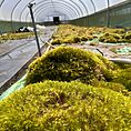 Greenhouse interior with lush moss, irrigation system, and natural light for optimal growth.