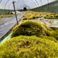 Greenhouse interior with lush moss, irrigation system, and natural light for optimal growth.