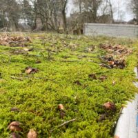 Lush green moss on structure, natural reclamation, tranquil scene, nature versus human impact.