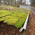 Overgrown moss on abandoned metal structure surrounded by bare trees in a tranquil winter setting.