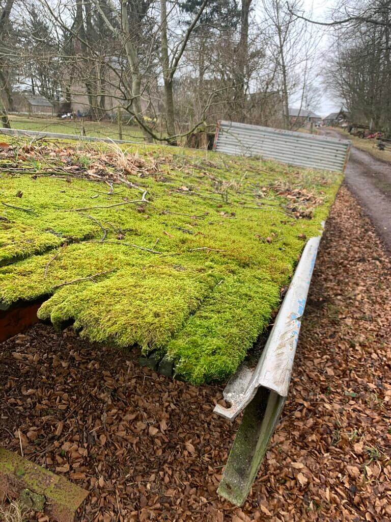 Overgrown moss on abandoned metal structure surrounded by bare trees in a tranquil winter setting.