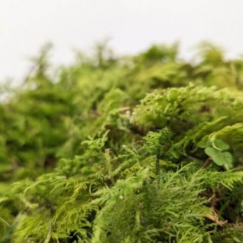 fresh live feather moss 25g