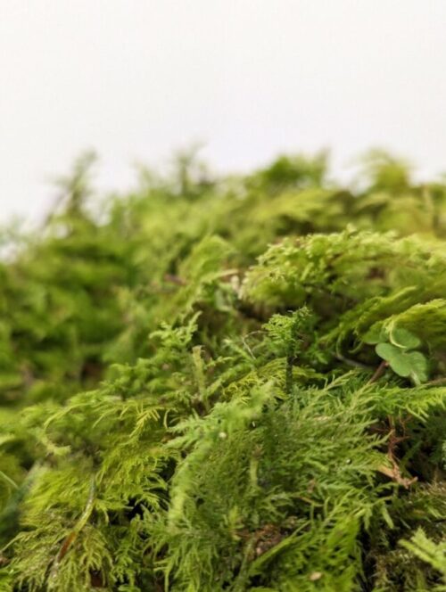 fresh live feather moss 25g