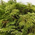 fresh live feather moss 25g