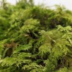 Fresh Live Feather Moss - Green and Versatile