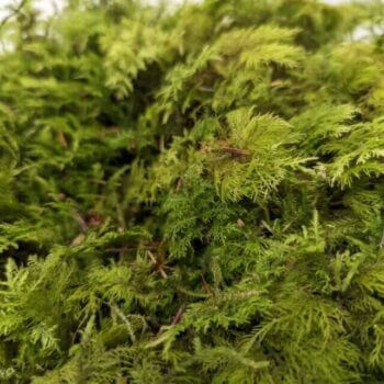 Fresh Live Feather Moss – Green and Versatile Carpet Mosses fresh moss 2