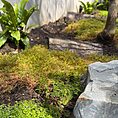 Serene garden with lush moss, upright ferns, logs, and dappled sunlight creating a tranquil retreat.