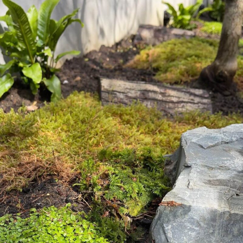 Serene Garden Oasis: Moss, Ferns, and Sunlit Beauty Serene garden with lush moss, upright ferns, logs, and dappled sunlight creating a tranquil retreat.