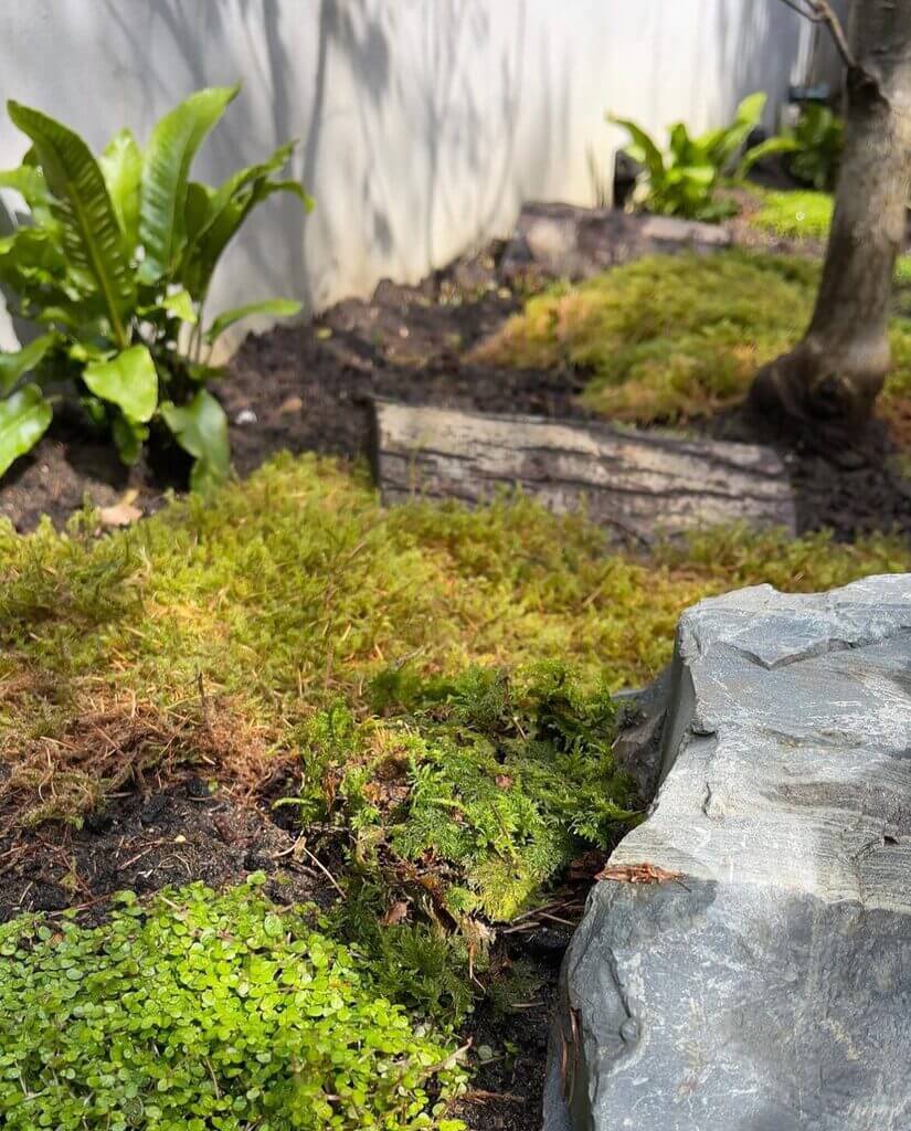 Serene garden with lush moss, upright ferns, logs, and dappled sunlight creating a tranquil retreat.