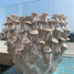Pearlescent 'toadstool' Planter for up to 15cm pots