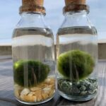 Marimo Moss Ball in a Little Bottle 12cm Tall