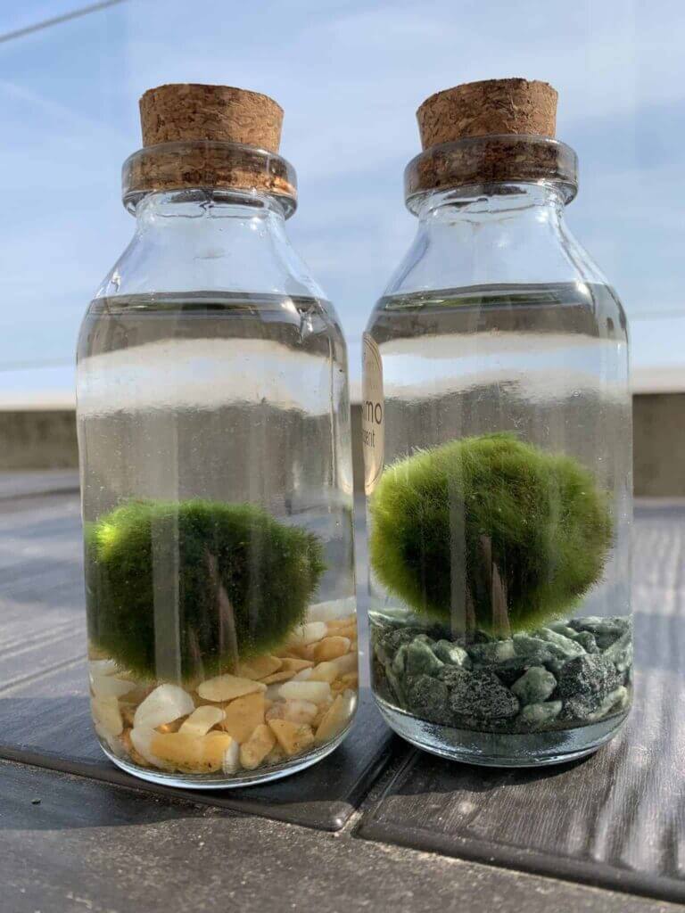 Marimo Moss Ball in a Little Bottle 12cm Tall