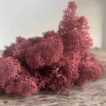 Preserved Reindeer Moss - Bordeaux