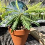 Biophytum Sensitivum Sensitive Plant 9cm Terracotta Pot