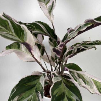 Calathea White Fusion 14cm Houseplants 14cm plant