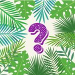 Aroid Plants Bundle - Collection Only