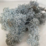 Preserved Reindeer Moss Ice Blue Art Craft