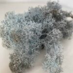 Preserved Reindeer Moss Ice Blue Art Craft