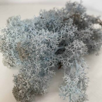 Preserved Reindeer Moss – Ice Blue Made with Moss plant decoration