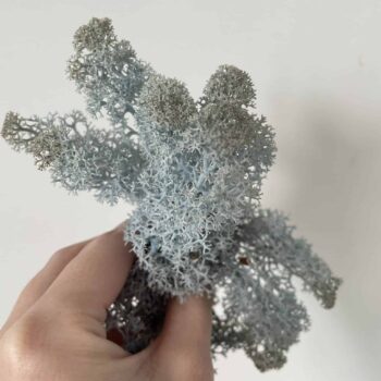 Preserved Reindeer Moss – Ice Blue Made with Moss plant decoration 2