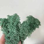 Preserved Reindeer Moss - Pacific Green